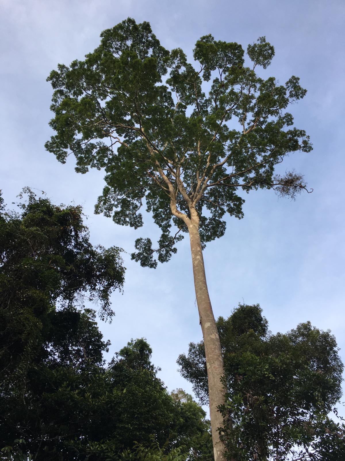 Amazonian Rainforest Impression tree