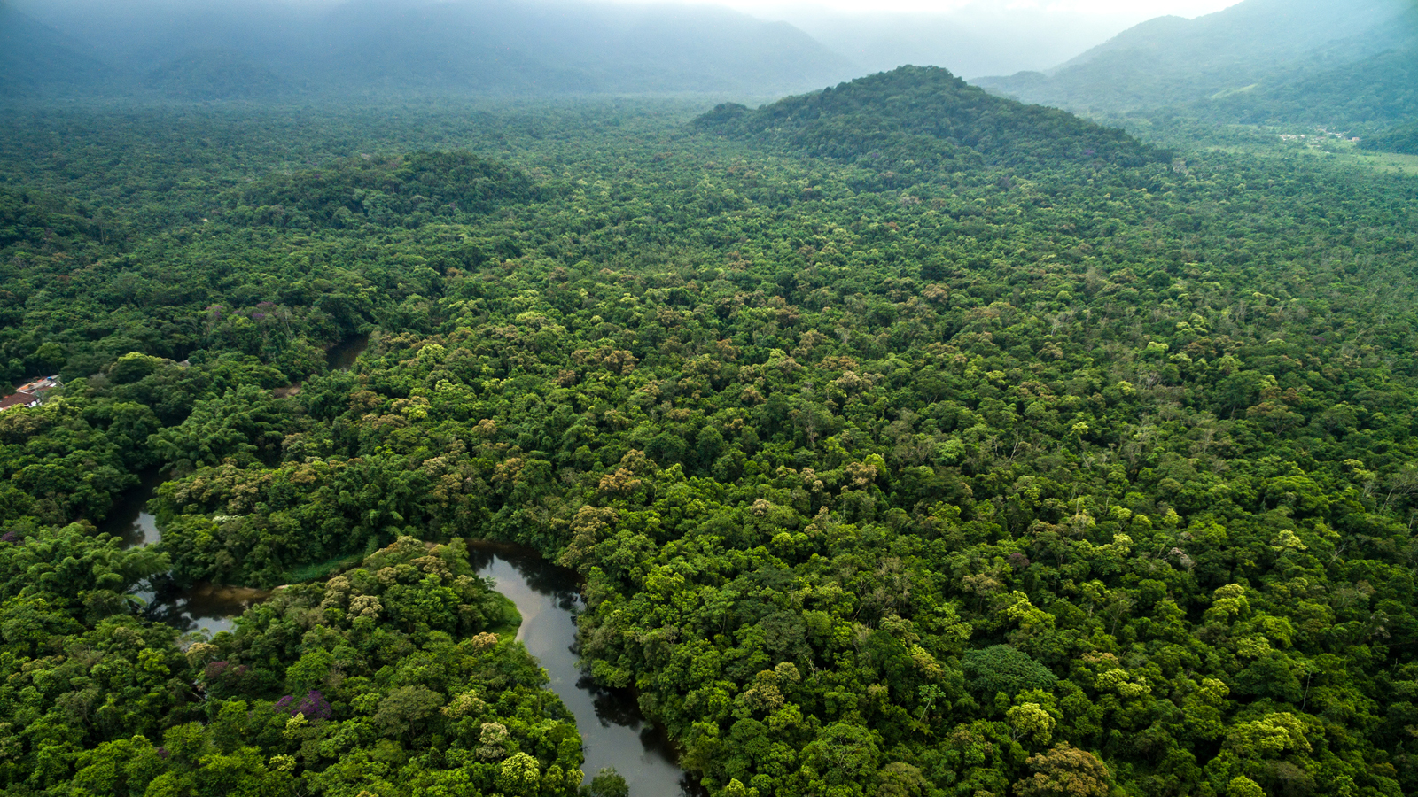 The rainforest is one of the most biodiverse ecosystems in the world.