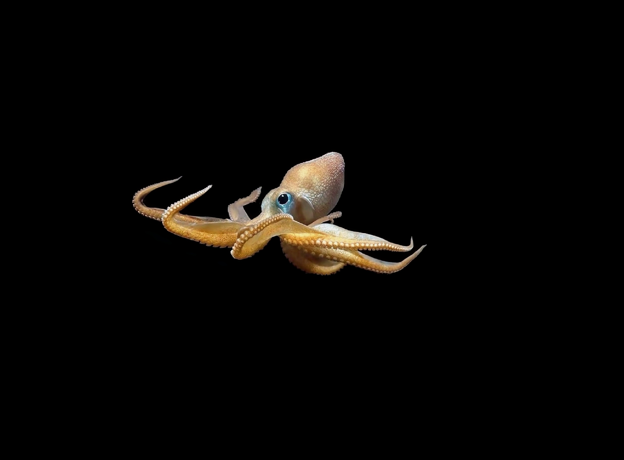 Deep-sea octopus