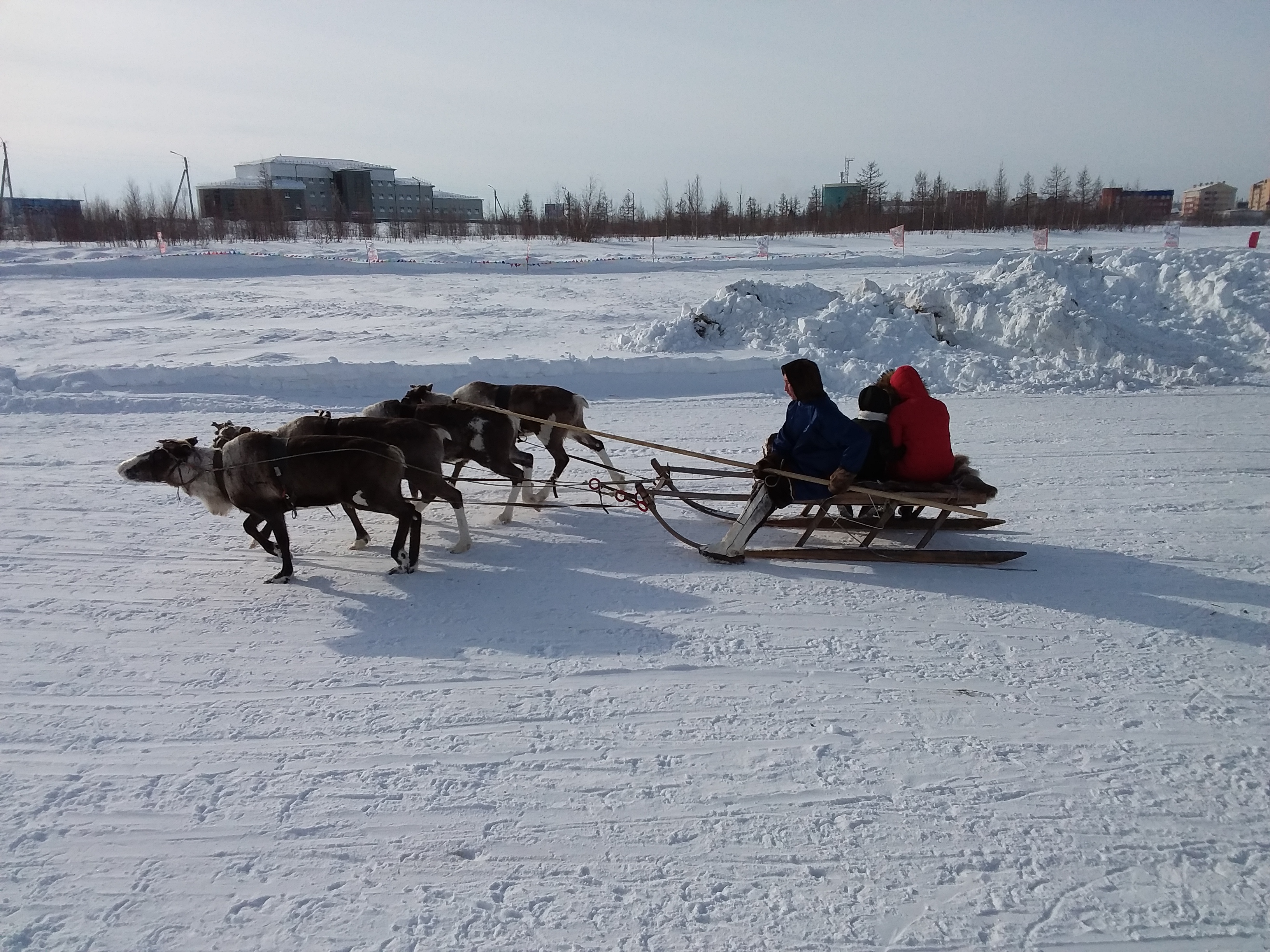 A reindeer sled in Novy Urengoy, the second largest city in the Yamal region. As in other Arctic regions, the permafrost is thawing. 
