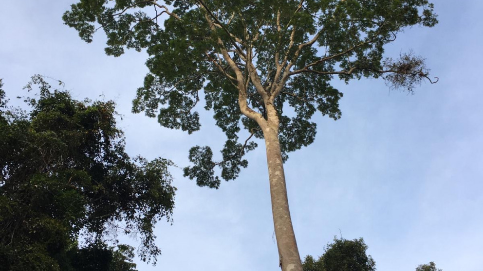 Amazonian Rainforest Impression tree
