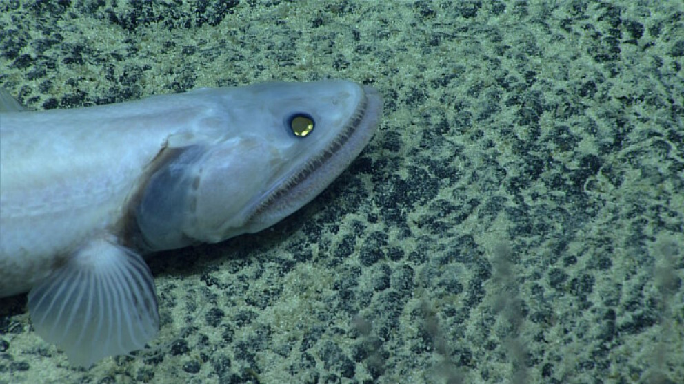 deep-sea lizardfish close to depth range