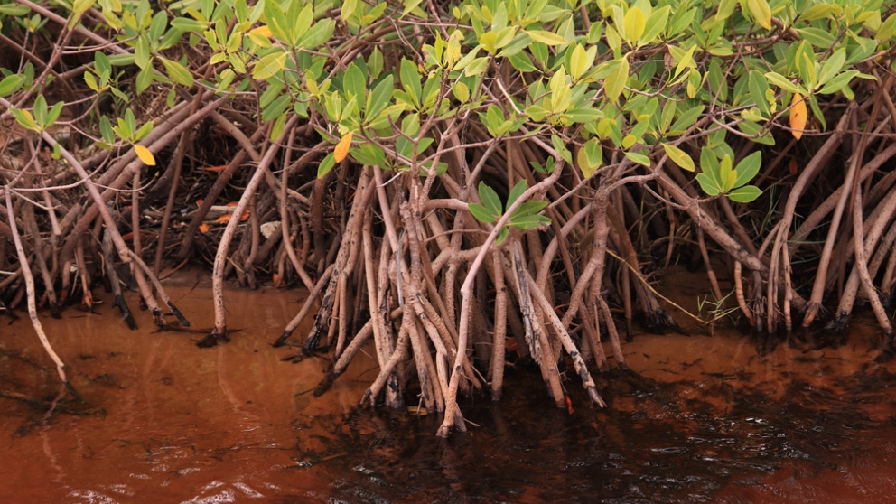 Mangroves brasil CO2