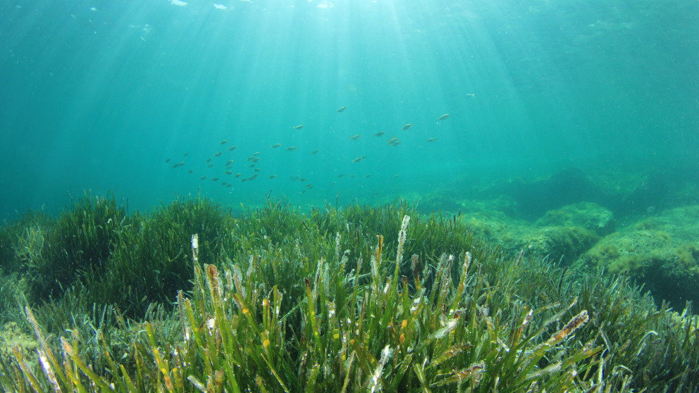 Seagrass meadows can store large quantities of carbon dioxide and also have additional benefits. Thanks to their complex structure and ability to stabilise sediments, seagrass meadows help to prevent coastal erosion and provide a habitat for many marine species.