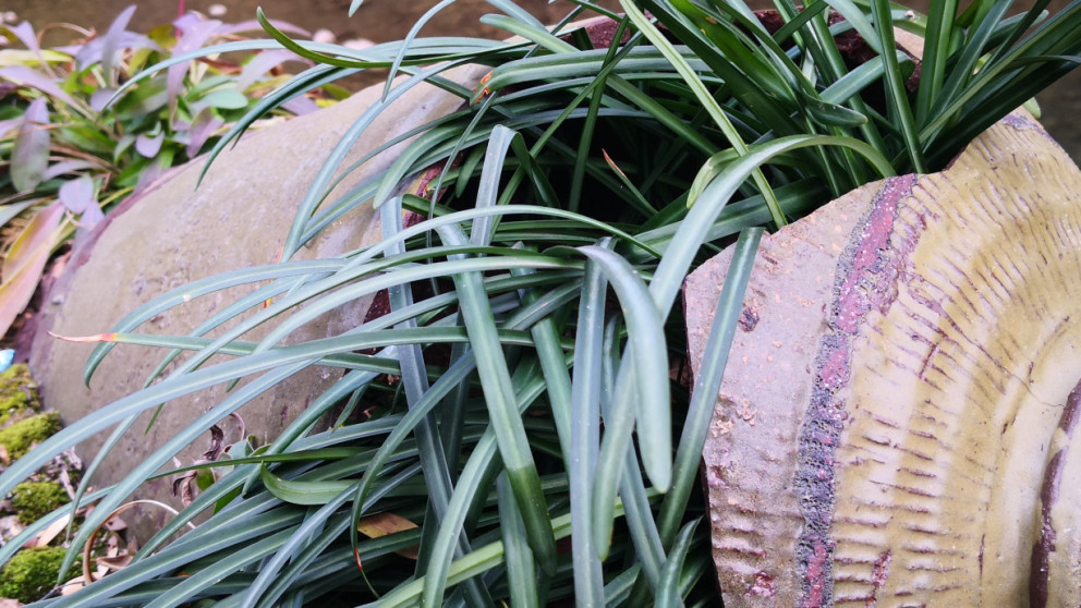 Plant pot