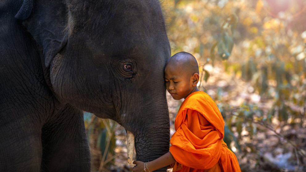 Elefant und junger Mönch