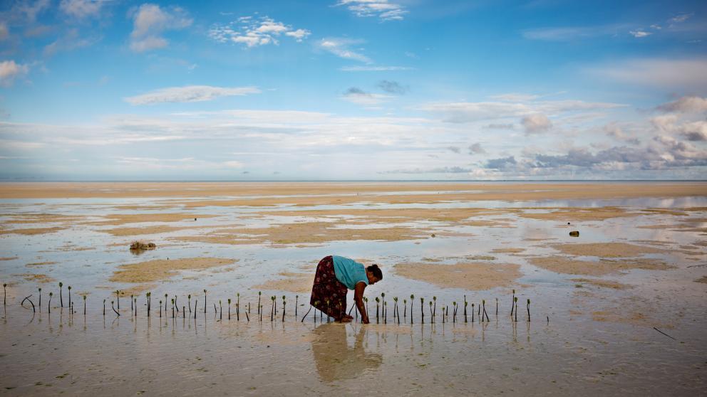 In the absence of effective climate protection measures, many small island nations are in danger: Rising sea levels pose a threat to life on the Pacific Island of North Tarawa. Here we see a woman planting mangroves to prevent coastal erosion.