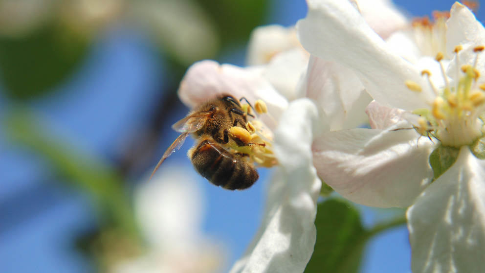 A bee pollinating an apple blossom. Almost all fruit trees depend on these industrious insects.