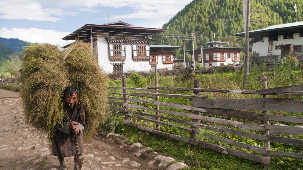 Haa Valley, Bhutan: A farmer walks down a rural pathway carrying a load of rice stalks. He wears a gho, the traditional men's garment. © istock/leezsnow