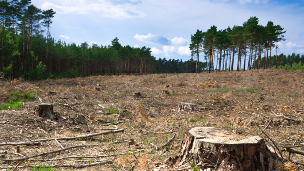 Entwaldung in Polen