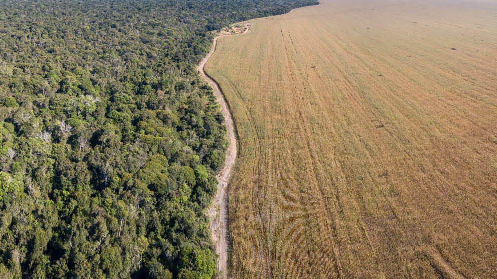 Blick auf den Parque Indígena do Xingu im Amazonas-Regenwald. In der Umgebung des Parks befinden sich große Sojaanbaugebiete.