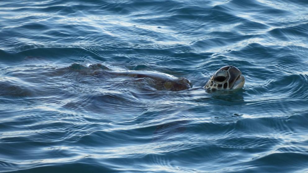 Sea turtles face many threats in their marine habitat, not least from marine litter