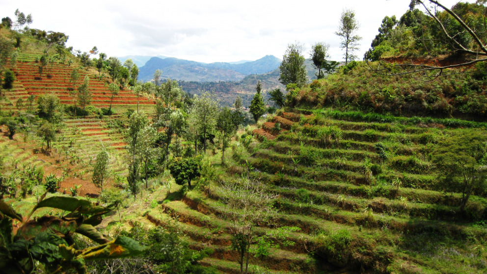 Terrassen wie hier in der Forschungsregion Lushoto in Tansania sind eine Form des nachhaltigen Landmanagements. © Judith Rosendahl