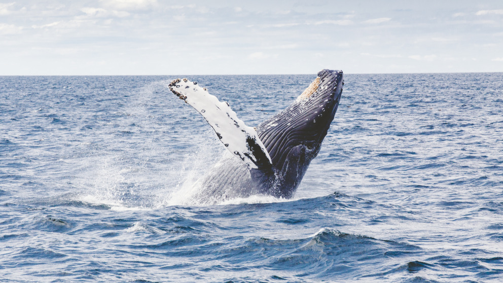 If the UN Convention meets the expectations of conservationists, marine animals such as this whale will be better protected from human impact in the future.