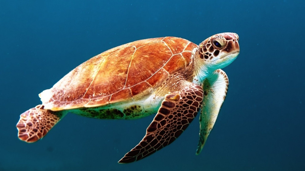 Überfischung und Plastikmüll bedrohen Meeresbewohner wie diese Wasserschildkröte. Ein neues Abkommen würde ihnen Schutz gewähren. 