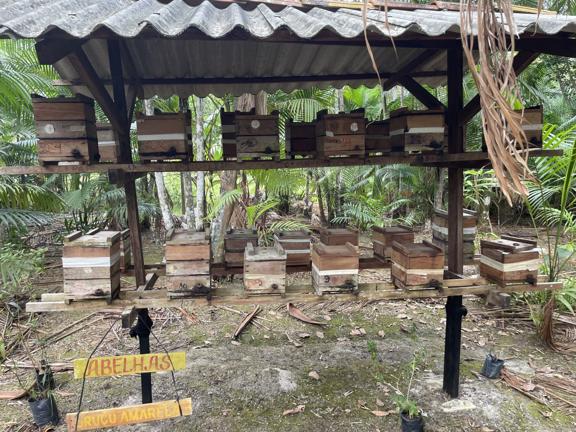 The project Abelhas e Flores (Bees and Flowers) was initiated when residents noticed that trees were no longer producing good fruit. 