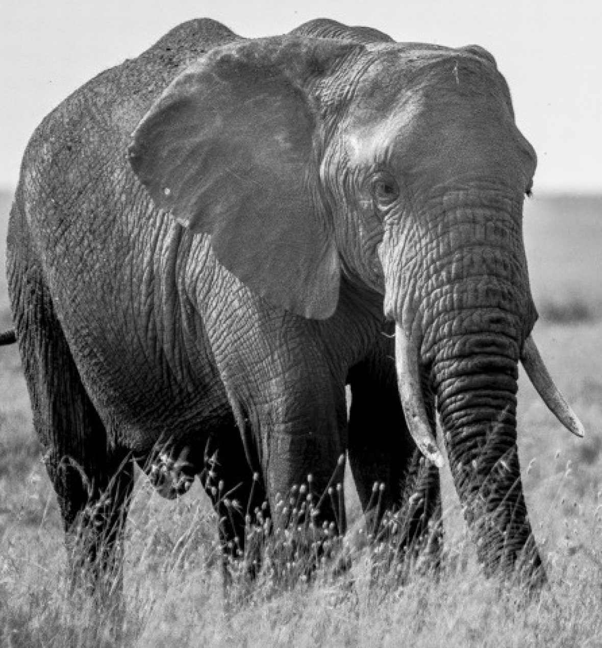 Bill Hertha: "Elefant" (Creative Commons, cropped)