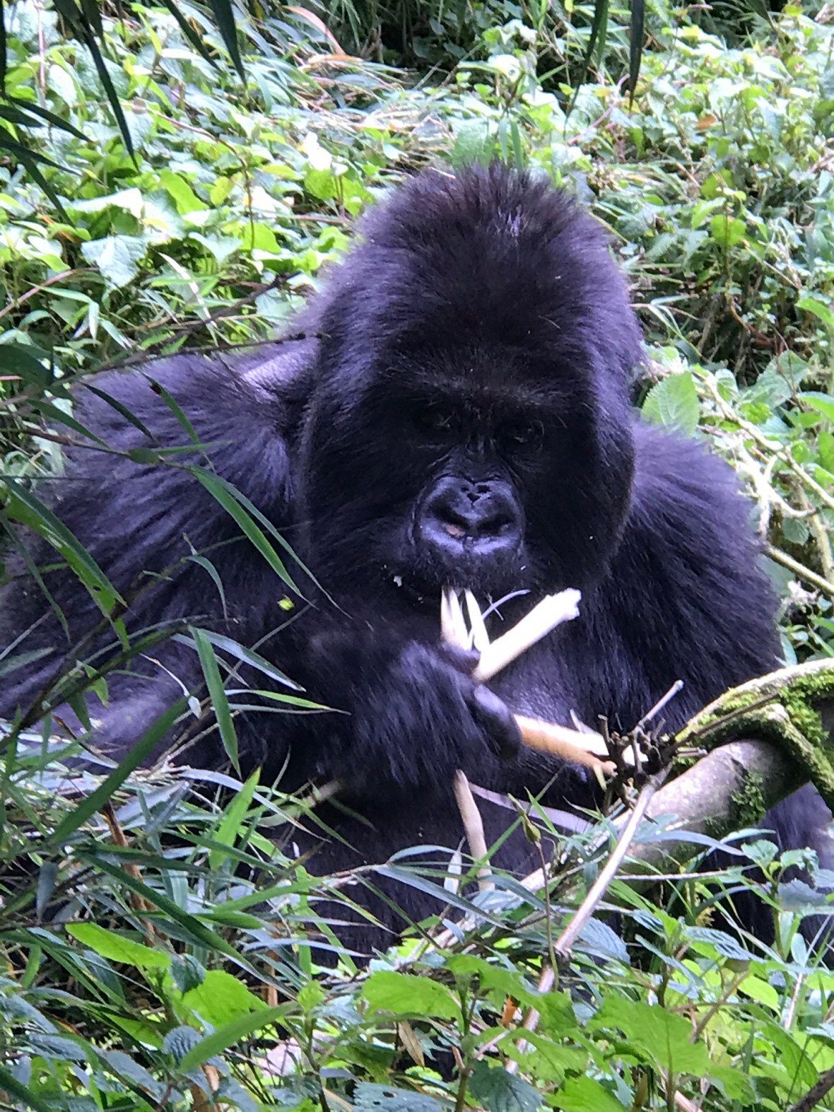 A mountain gorilla at the Volcanoes National Park. 