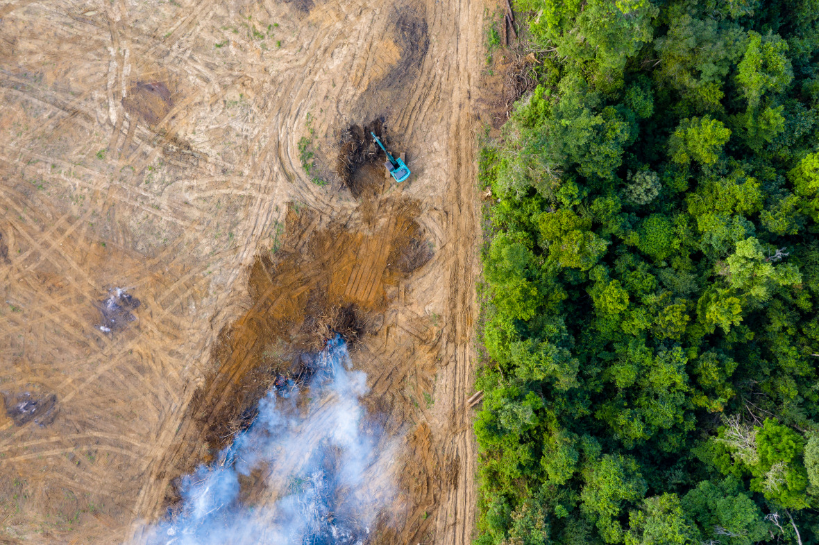 Die Entwaldung macht den Weg für neue Kautschuk- und Ölpalmenplantagen frei.