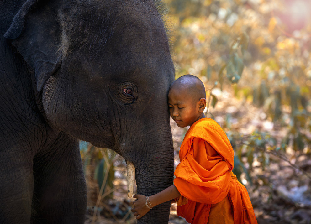 Elefant und junger Mönch