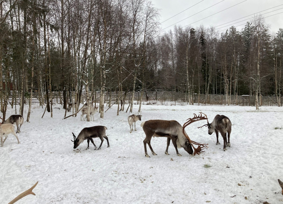 Reindeer are kept as livestock in Finland, but they cannot be understood in isolation from the traditional society that relies on them—an insight that only became clear to me gradually. 