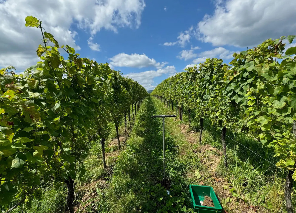 Auf einem Weinberg bringt der Winzer seit 20 Jahren Basaltmehl aus – als Mineraldünger. Das ist gleichzeitig ein geowissenschaftliches Langzeitexperiment: Forschende des GFZ nehmen mit dem Handbohrer (in der Mitte) Bodenproben, um die Langzeitwirkungen zu untersuchen. 