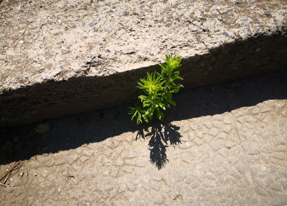 The exhibition "Nature Reclaims: Images of Healing" was shown at C-Space in Berlin on 1-8 March 2026.