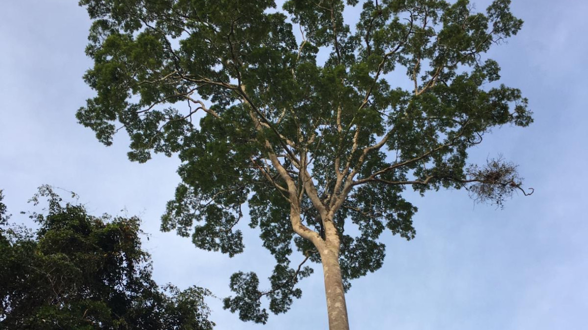 Amazonian Rainforest Impression tree