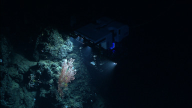 NOAA's remotely operated vehicle Deep Discoverer examines a deepwater coral colony on the north flank of the almost wholly unexplored Mytilus Seamount during a 2013 expedition.