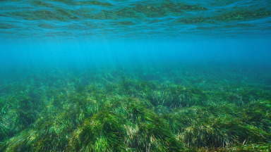 Seegraswiesen haben als Blue-Carbon-Ökosystem die Eigenschaft Kohlenstoff zu sequestrieren und das Potential einen bedeutenden Beitrag zum Klimaschutz zu leisten.