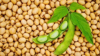 Brazil is the world's most important exporter of soybeans.