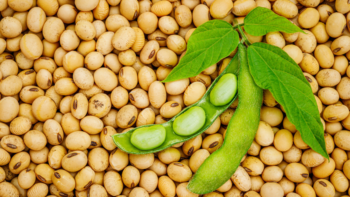 Brazil is the world's most important exporter of soybeans.