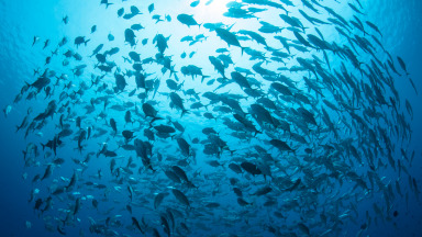 Large school of Bigeye jacks in the tropical blue waters of Palau: intensification of human activities, both on land and at sea, is accelerating marine biodiversity loss globally.