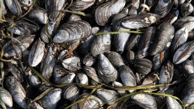 Molluscs such as mussels have diverse applications and provide key resources but significant research gaps remain in their study.