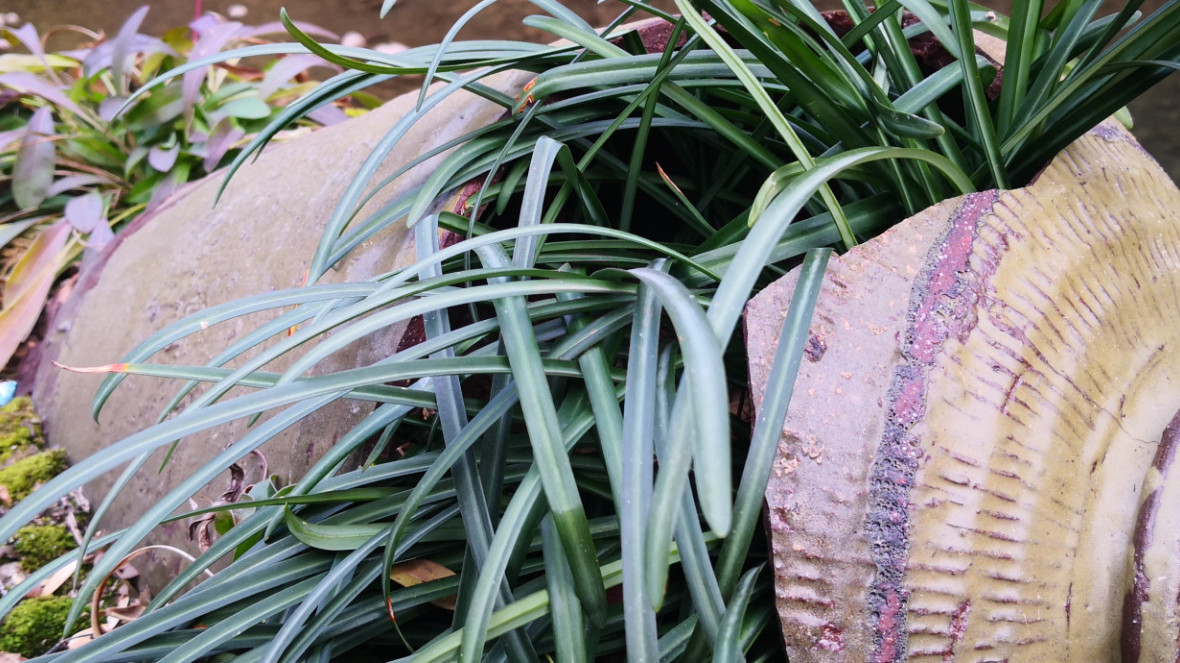 Plant pot