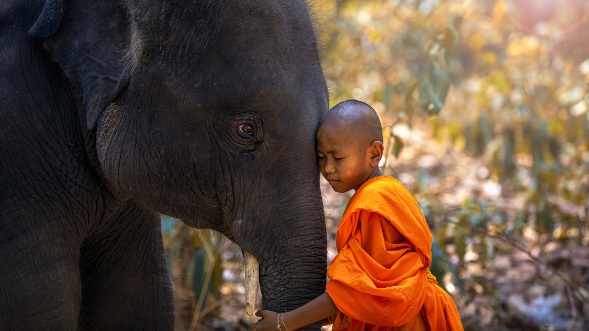 Elefant und junger Mönch
