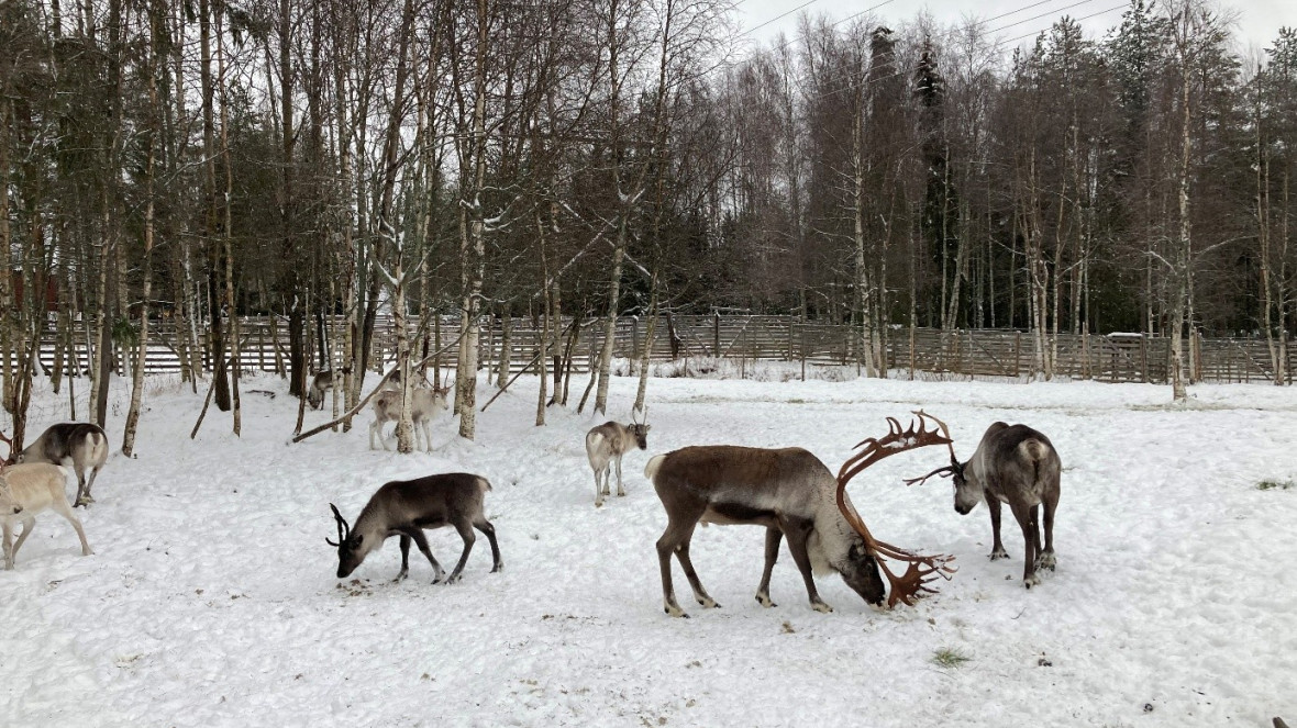 Rentiere als Nutztiere, hier in Finnland, können nicht losgelöst von der Gesellschaft betrachtet werden, in der sie traditionell genutzt werden.