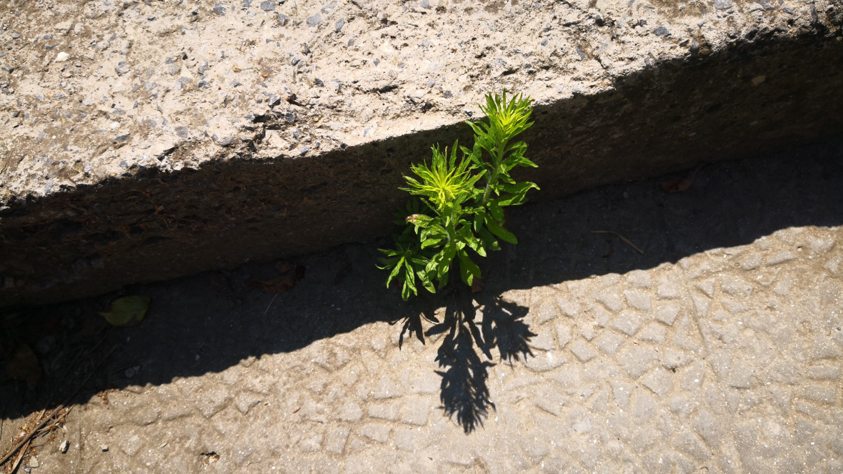 The exhibition "Nature Reclaims: Images of Healing" was shown at C-Space in Berlin on 1-8 March 2026.