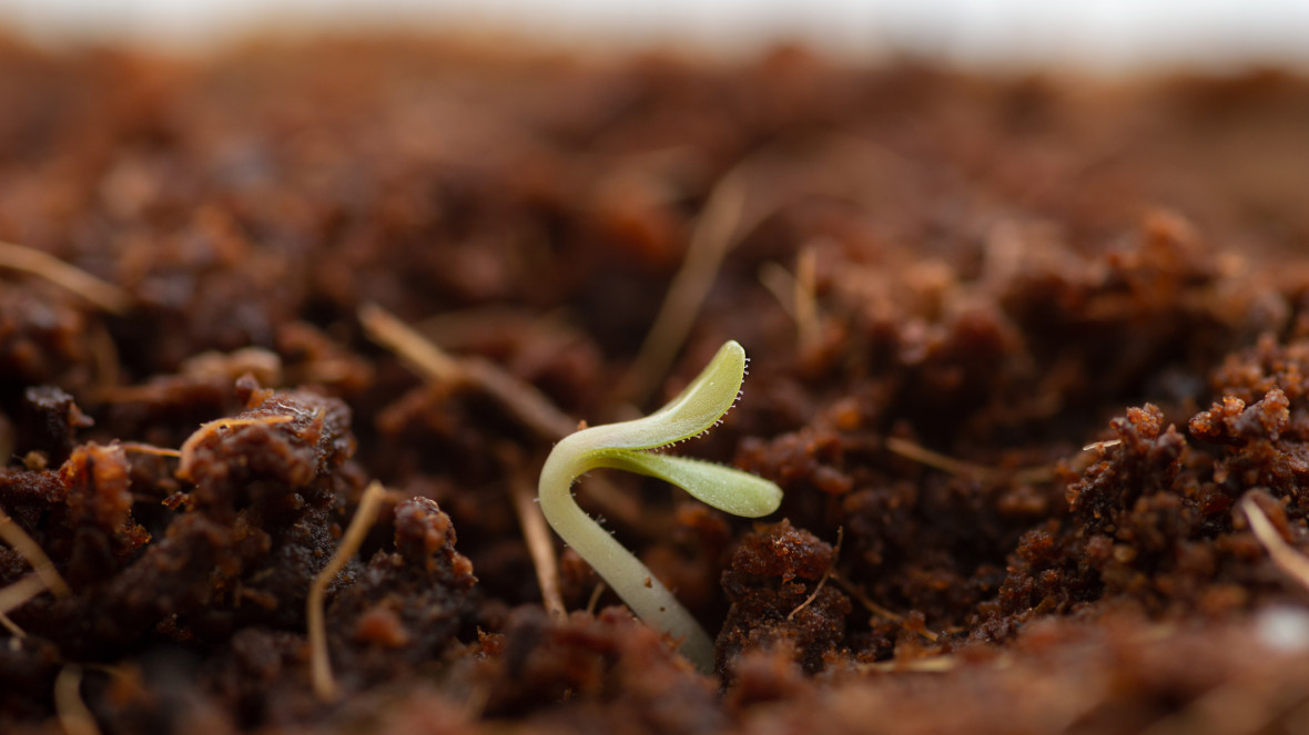 For something new to emerge, some old things must decompose – in nature, but also when facilitating transformative processes.