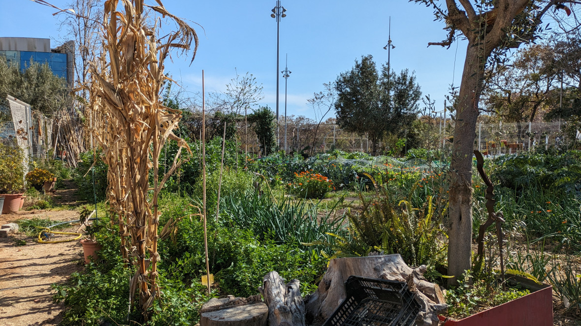 Der Gemeinschaftsgarten Hort Can Valent in Barcelona wurde ursprünglich durch eine Gruppe der Arbeitslosenvertretung ins Leben gerufen.