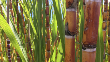 Sugarcane is used as a raw material for biofuels.