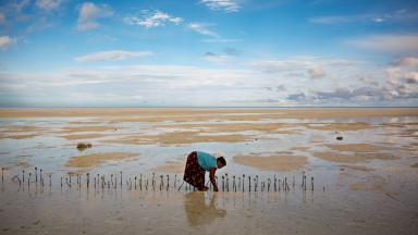 Ohne effektiven Klimaschutz sind viele Inselstaaten gefährdet: Der steigende Meeresspiegel  bedroht das Leben auf der Pazifikinsel North Tarawa. Eine Frau pflanzt Mangroven zum Schutz vor Küstenerosion an.
