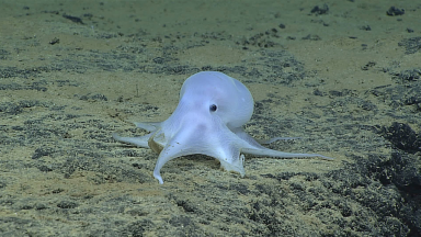 Is deep seabed mining compatible with protecting biodiversity and habitats in the deep sea? The project Ecological Safeguards for Deep Seabed Mining investigates this issue. Our photo shows ‘Casper’, the deep-sea octopus discovered on Necker Ridge, Hawaii.