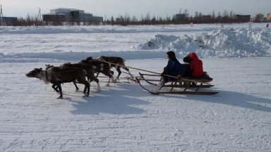 A reindeer sled in Novy Urengoy, the second largest city in the Yamal region. As in other Arctic regions, the permafrost is thawing. 