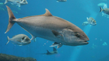 Commitments have been made to improve tracking of products from tuna from vessel to final buyer.