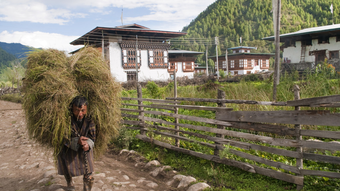 Haa Valley, Bhutan: A farmer walks down a rural pathway carrying a load of rice stalks. He wears a gho, the traditional men's garment. © istock/leezsnow