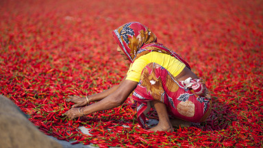 A woman in Bangladesh processes red chili peppers. Decent working conditions for all are one of the goals of Agenda 2030.