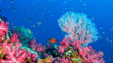 A healthy coral reef in Indonesia.