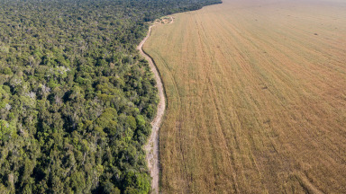 Blick auf den Parque Indígena do Xingu im Amazonas-Regenwald. In der Umgebung des Parks befinden sich große Sojaanbaugebiete.